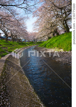 Cherry blossom scenery - Yoshinose River Cherry blossom scenery - Yoshinose River 138775880