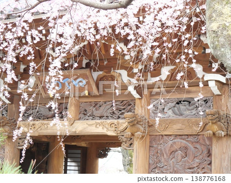 寺廟大門上櫻花盛開。 寺廟大門上櫻花盛開。 138776168