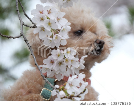 櫻花叢中,一隻玩具貴賓犬露出了笑容。 櫻花叢中,一隻玩具貴賓犬露出了笑容。 138776186