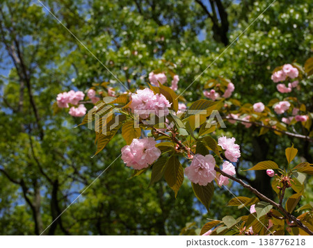 Double cherry blossoms blooming in the soft spring light, a tranquil seasonal scene enveloped in fresh greenery. 138776218