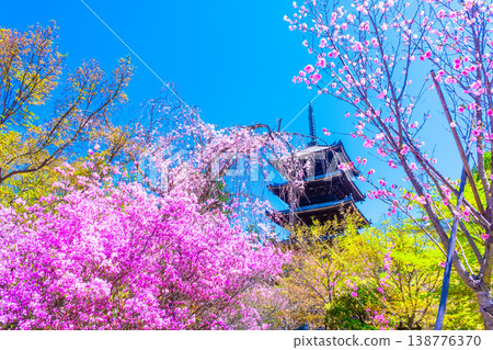春日仁與寺：杜鵑花與五重塔 138776370