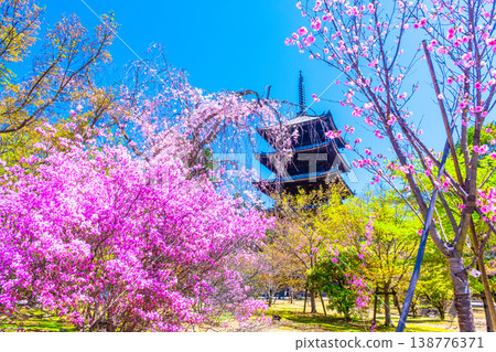 春日仁與寺:杜鵑花與五重塔 春日仁與寺:杜鵑花與五重塔 138776371