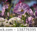 Pansy 138776395