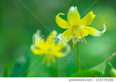 春花:黃花犬牙紫羅蘭 春花:黃花犬牙紫羅蘭 138776566