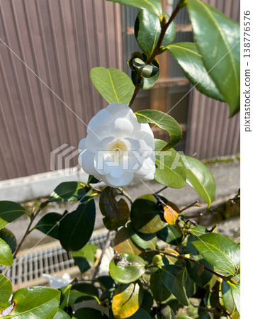 Beautiful white camellia Beautiful white camellia 138776576