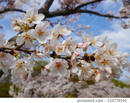 A close-up of cherry blossoms against a blue sky with soft bokeh. A close-up of cherry blossoms against a blue sky with soft bokeh. 138776592
