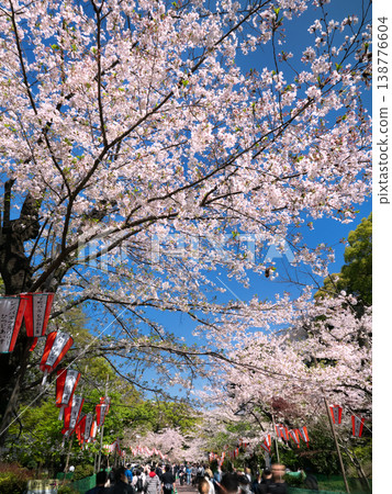 在上野溫泉公園的櫻花樹 138776604