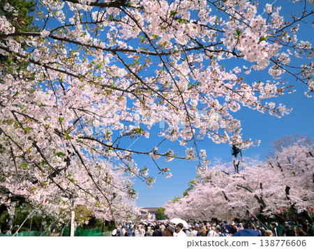 在上野溫泉公園的櫻花樹 138776606