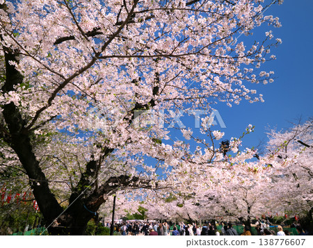 在上野溫泉公園的櫻花樹 在上野溫泉公園的櫻花樹 138776607