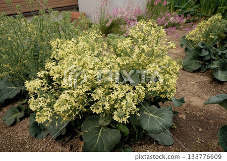 西蘭花花 西蘭花花 138776609