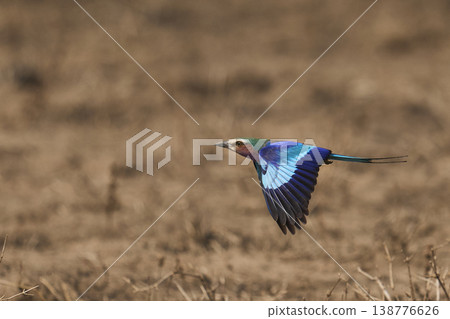 Lilac breasted Roller in flight Lilac breasted Roller in flight 138776626