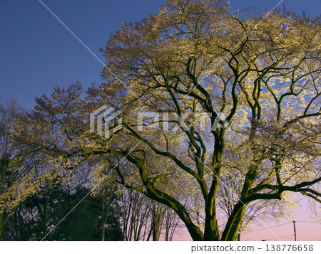 一棵櫻花樹－八形城遺址中燈光璀璨的宇治國櫻（2026年3月） 138776658