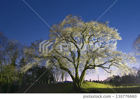 一棵櫻花樹-八形城遺址中燈光璀璨的宇治國櫻(2026年3月) 一棵櫻花樹-八形城遺址中燈光璀璨的宇治國櫻(2026年3月) 138776660