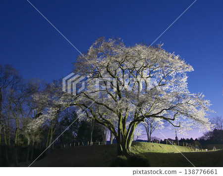 一棵櫻花樹-八形城遺址中燈光璀璨的宇治國櫻(2026年3月) 一棵櫻花樹-八形城遺址中燈光璀璨的宇治國櫻(2026年3月) 138776661