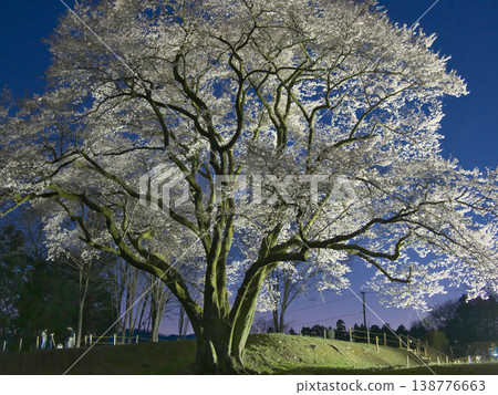 一棵櫻花樹－八形城遺址中燈光璀璨的宇治國櫻（2026年3月） 138776663
