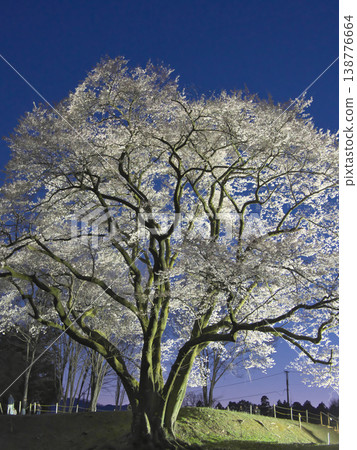 A single cherry tree - The beautifully illuminated Ujikuni cherry tree at Hachigata Castle ruins (March 2026) A single cherry tree - The beautifully illuminated Ujikuni cherry tree at Hachigata Castle ruins (March 2026) 138776664
