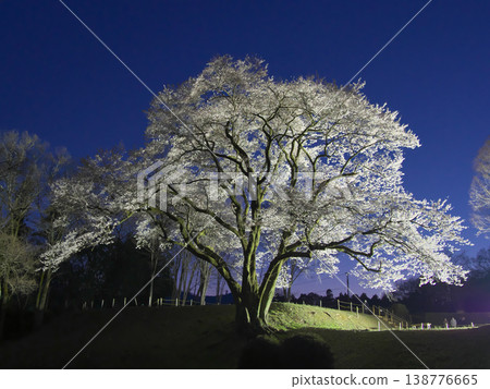 A single cherry tree - The beautifully illuminated Ujikuni cherry tree at Hachigata Castle ruins (March 2026) A single cherry tree - The beautifully illuminated Ujikuni cherry tree at Hachigata Castle ruins (March 2026) 138776665