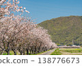 Image of a cherry blossom-lined street next to a public road [Okayama City, Okayama Prefecture] 138776673