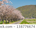 Image of a cherry blossom-lined street next to a public road [Okayama City, Okayama Prefecture] 138776674