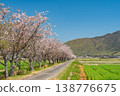 Image of a cherry blossom-lined street next to a public road [Okayama City, Okayama Prefecture] 138776675