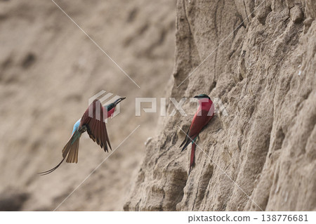 Colony of Southern Carmine Bee-eater Colony of Southern Carmine Bee-eater 138776681