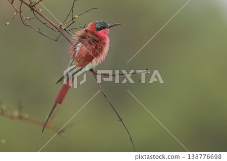 Southern Carmine Bee-eater  138776698