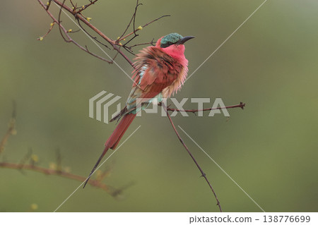 Southern Carmine Bee-eater  138776699