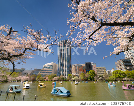 Ueno, Shinobazu Pond and cherry blossom trees, Tokyo 138776768