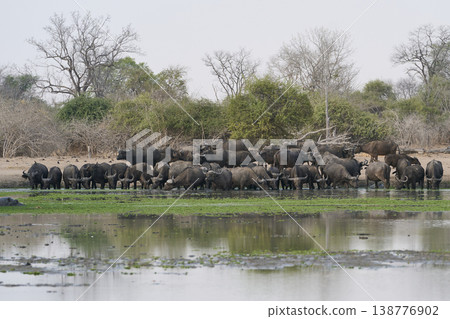 Herd of African Buffalo drinking 138776902