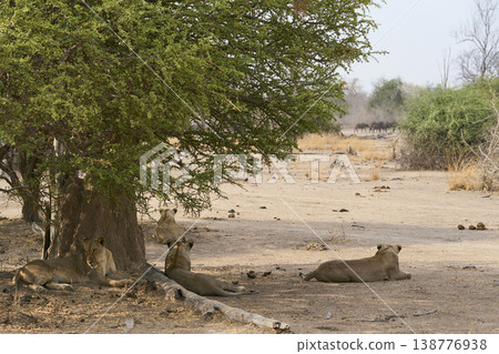 Pride of African Lion Pride of African Lion 138776938