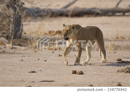 Pride of African Lion 138776942