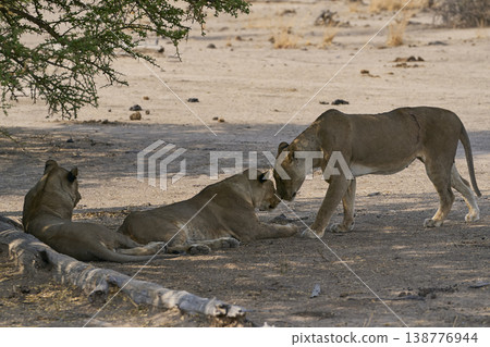 Pride of African Lion Pride of African Lion 138776944