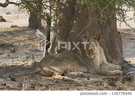 Pride of African Lion Pride of African Lion 138776946
