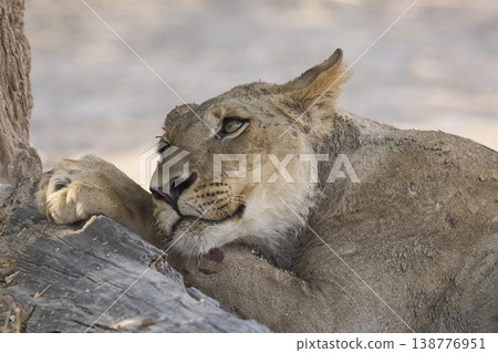 Pride of African Lion Pride of African Lion 138776951