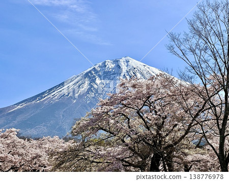 Mount Fuji and cherry blossoms Mount Fuji and cherry blossoms 138776978