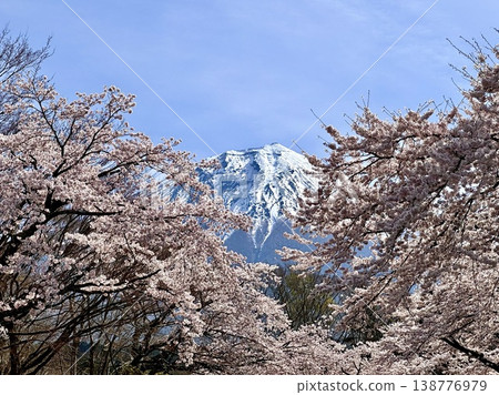透過櫻花樹可以看到富士山 138776979