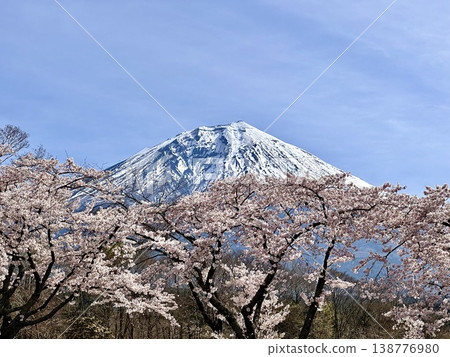 盛開的櫻花和富士山 138776980