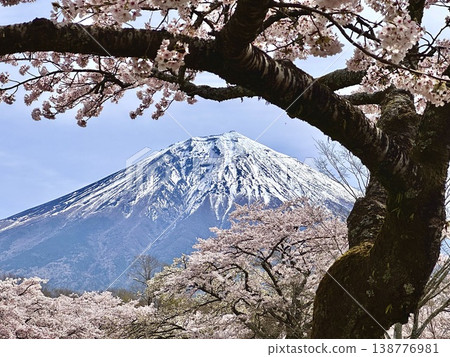 Cherry tree and Mt. Fuji Cherry tree and Mt. Fuji 138776981