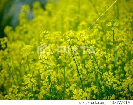 The arrival of spring Rape blossom field 138777019