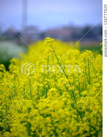 春天油菜花田的到來 春天油菜花田的到來 138777020
