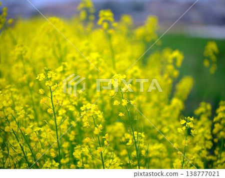 春天油菜花田的到來 138777021