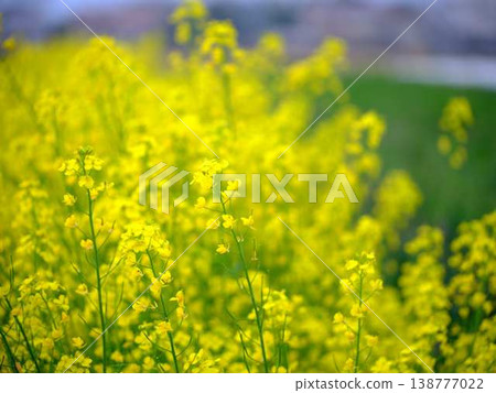 春天油菜花田的到來 春天油菜花田的到來 138777022