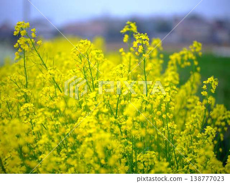 春天油菜花田的到來 138777023