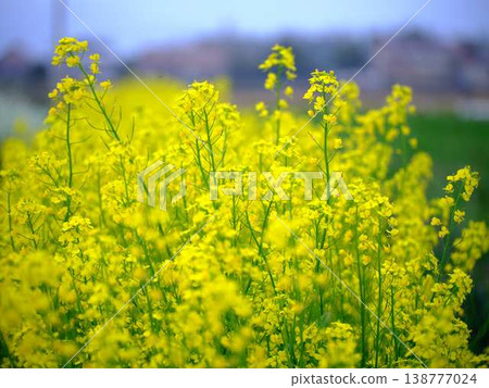 The arrival of spring Rape blossom field The arrival of spring Rape blossom field 138777024