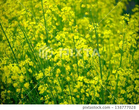 The arrival of spring Rape blossom field The arrival of spring Rape blossom field 138777028