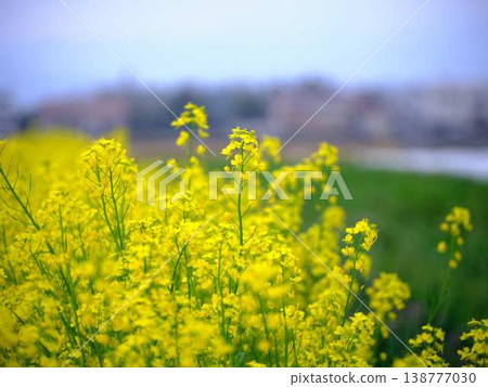 The arrival of spring Rape blossom field The arrival of spring Rape blossom field 138777030