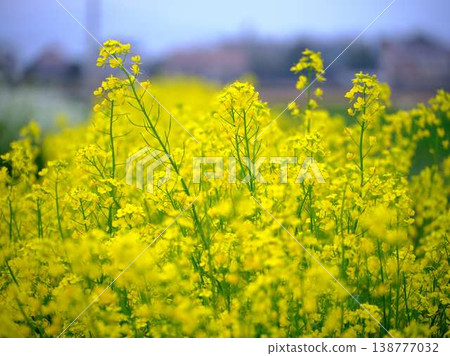 春天油菜花田的到來 春天油菜花田的到來 138777032