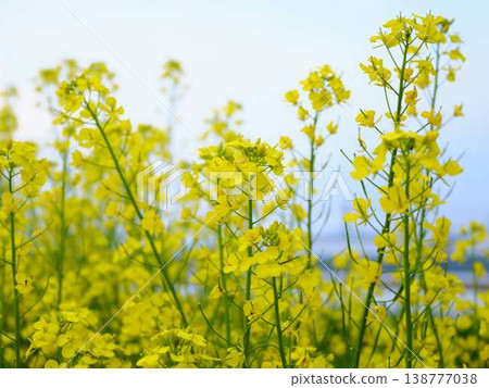 春天油菜花田的到來 春天油菜花田的到來 138777038