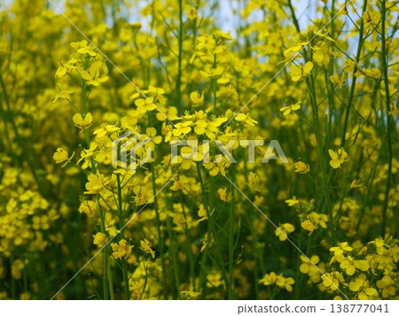 The arrival of spring Rape blossom field The arrival of spring Rape blossom field 138777041