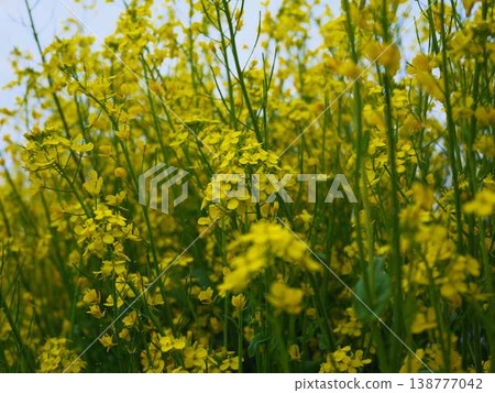The arrival of spring Rape blossom field The arrival of spring Rape blossom field 138777042
